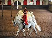 South African Lipizzaners