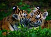 Rosamond Gifford Zoo