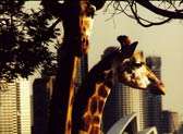 Taronga Zoo