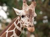 Zoo Boise