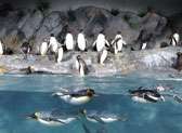Saint Louis Zoo