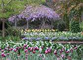 Sarah P. Duke Gardens