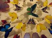 Butterfly People
