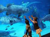 Georgia Aquarium