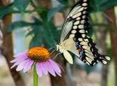 The Butterfly Estates