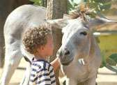 Donkey Sanctuary Aruba