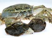 Hairy Crab