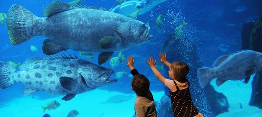 Georgia Aquarium