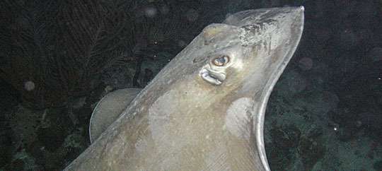 Night Snorkeling