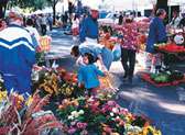 Lexington Farmers Market