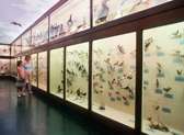 LSU Museum of Natural Science