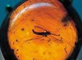 Amber World Museum