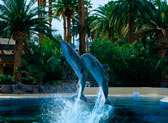 Secret Garden and Dolphin Habitat