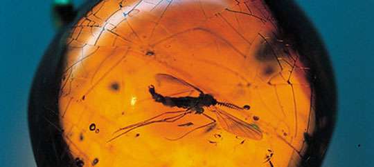 Amber World Museum