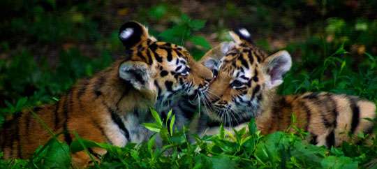 Rosamond Gifford Zoo