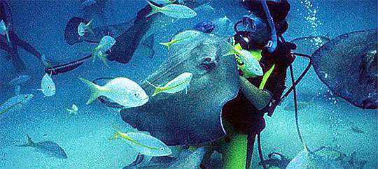 Stingray City Grand Cayman