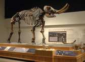 New York State Museum