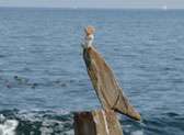 Peaks Island
