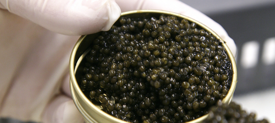 caviar