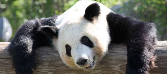 Memphis Zoo