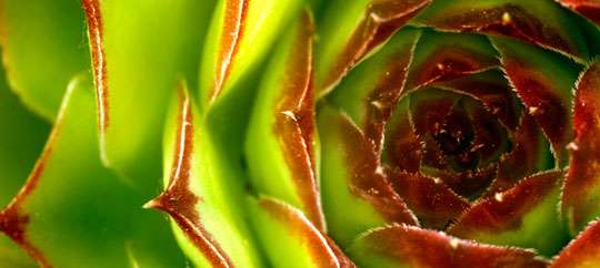 plant