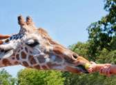 Oklahoma City Zoo