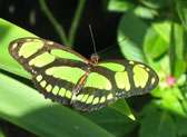 The Butterfly Farm
