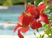 The Color of Joy