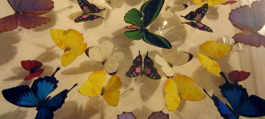 Butterfly People