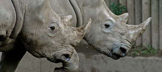 Seneca Park Zoo