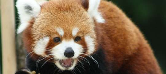 Blank Park Zoo