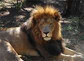 Rhino and Lion Nature Reserve