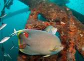 Scuba dive a wreck