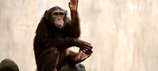 Global Wildlife Center