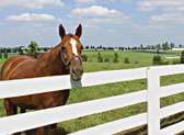 Horse Farm Tours