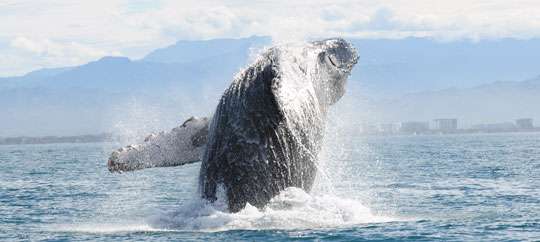 Whale Watching