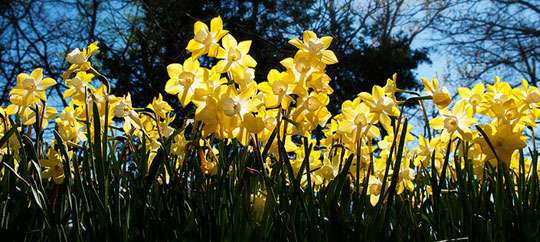Botanical Garden of the Ozarks