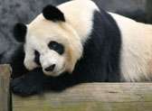 Zoo Atlanta