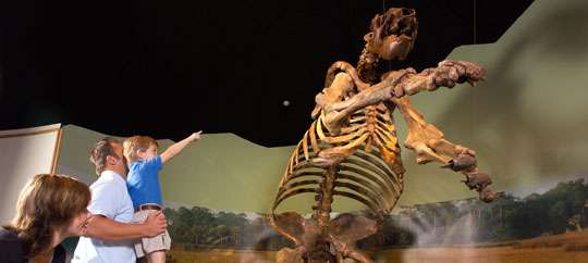 Museum of Arts & Sciences