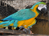 Adrasta Gardens, Zoo & Conservation Centre 