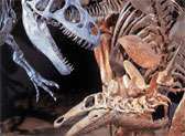 Denver Museum of Nature & Science