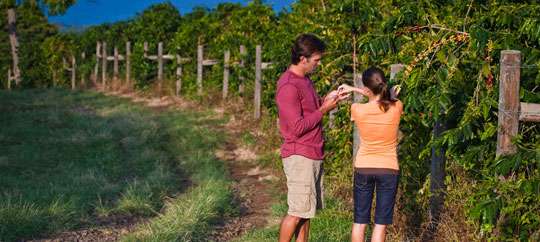 Kona Coffee Farm