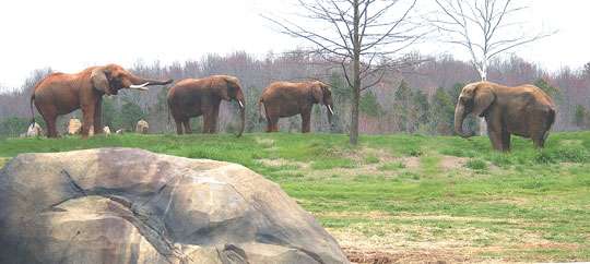 North Carolina Zoo