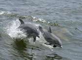 Dolphin Discovery