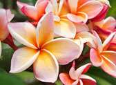 Eau Gallie Florist