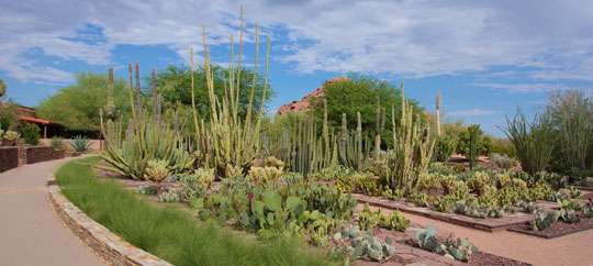 Desert Botanical Garden