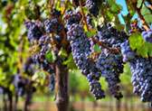 Arbor Crest Wine Cellars