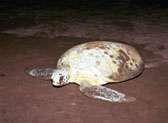 Turtle Tour at Playa Hermosa Wildlife Refuge