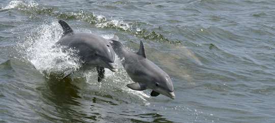 Dolphin Discovery