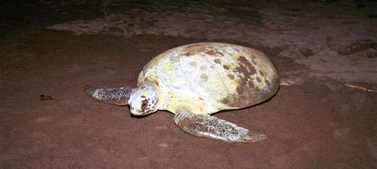Turtle Tour at Playa Hermosa Wildlife Refuge